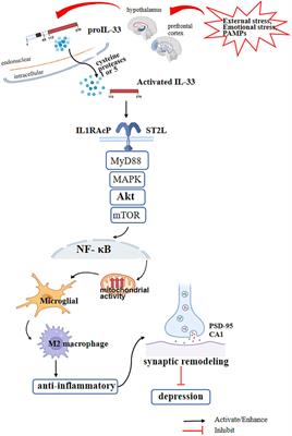 The role of IL-33 in depression: a systematic review and meta-analysis